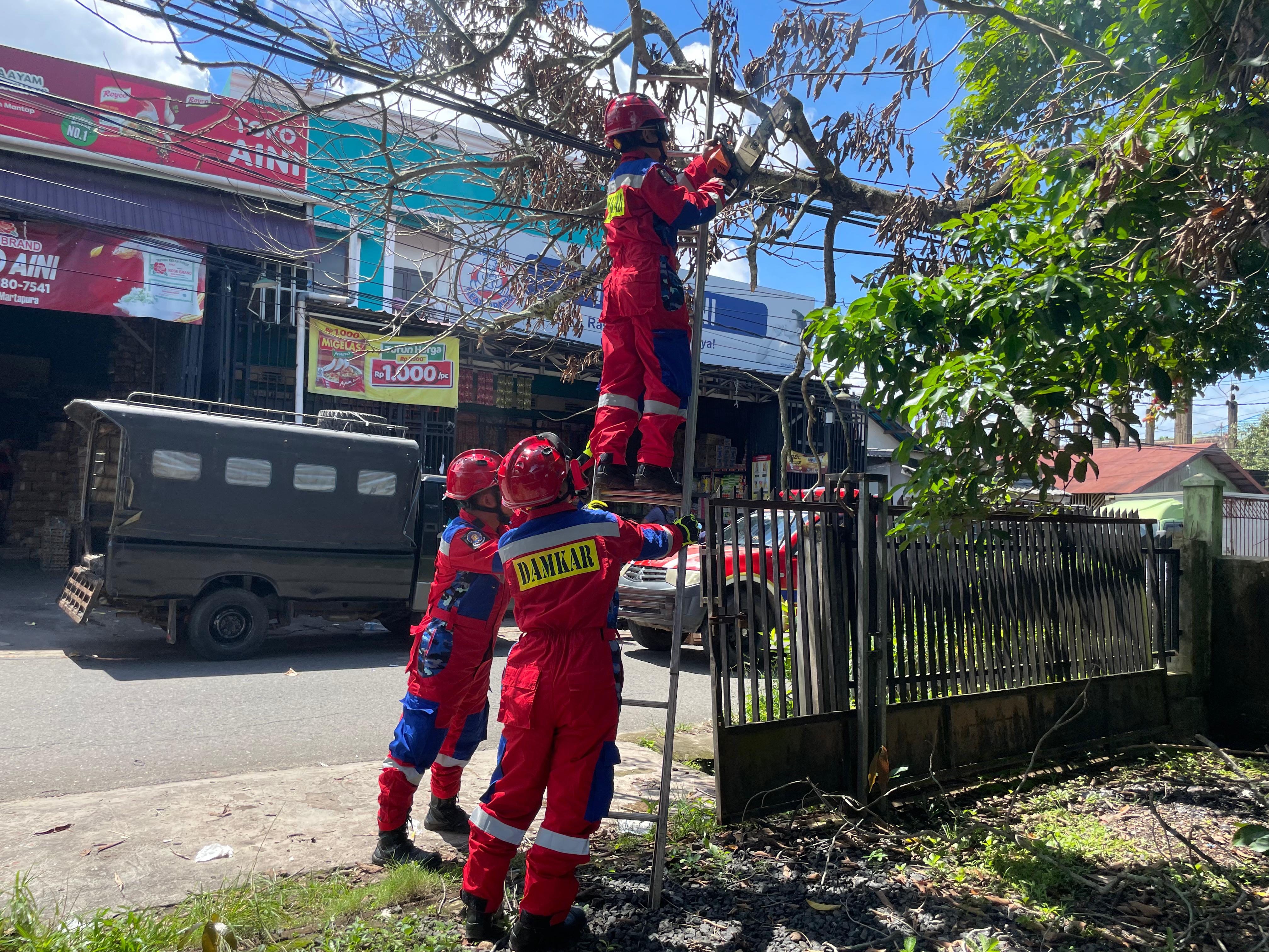 Mengenai Kabel Internet, Damkar Banjar Evakuasi Pohon Tumbang di Jalan Batuah