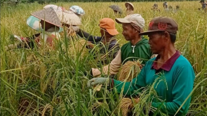 Distan Banjar Gelar Ubinan dan Panen Varietas Siam Datu di Astambul
