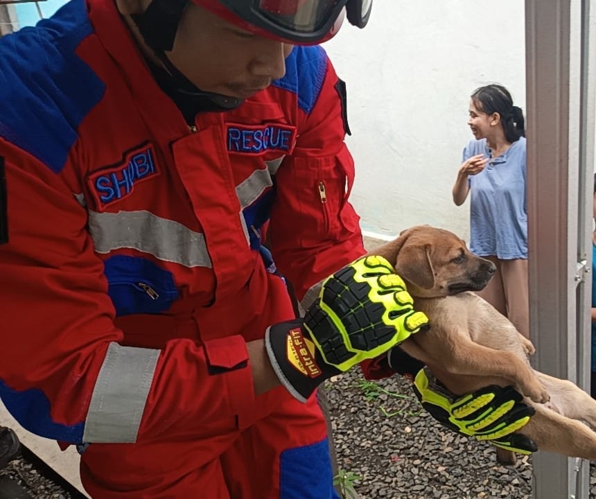 Anjing Liar Diamankan Dinas Damkar Banjar di Komplek Bincau Kenanga