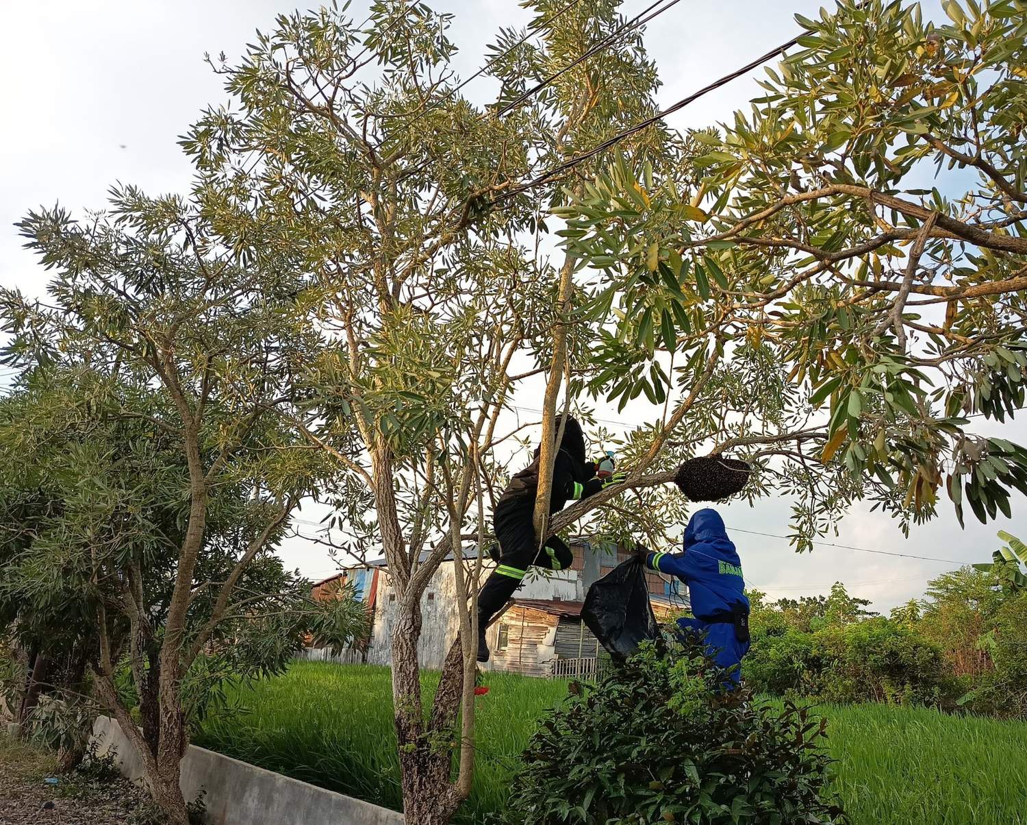 Damkar Banjar Sektor Gambut Tangani Lebah Madu di Desa Kayu Bawang