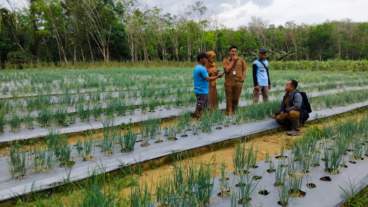 Petani Paring Tali Sambut Dukungan Penuh Distan Banjar untuk Bawang Merah