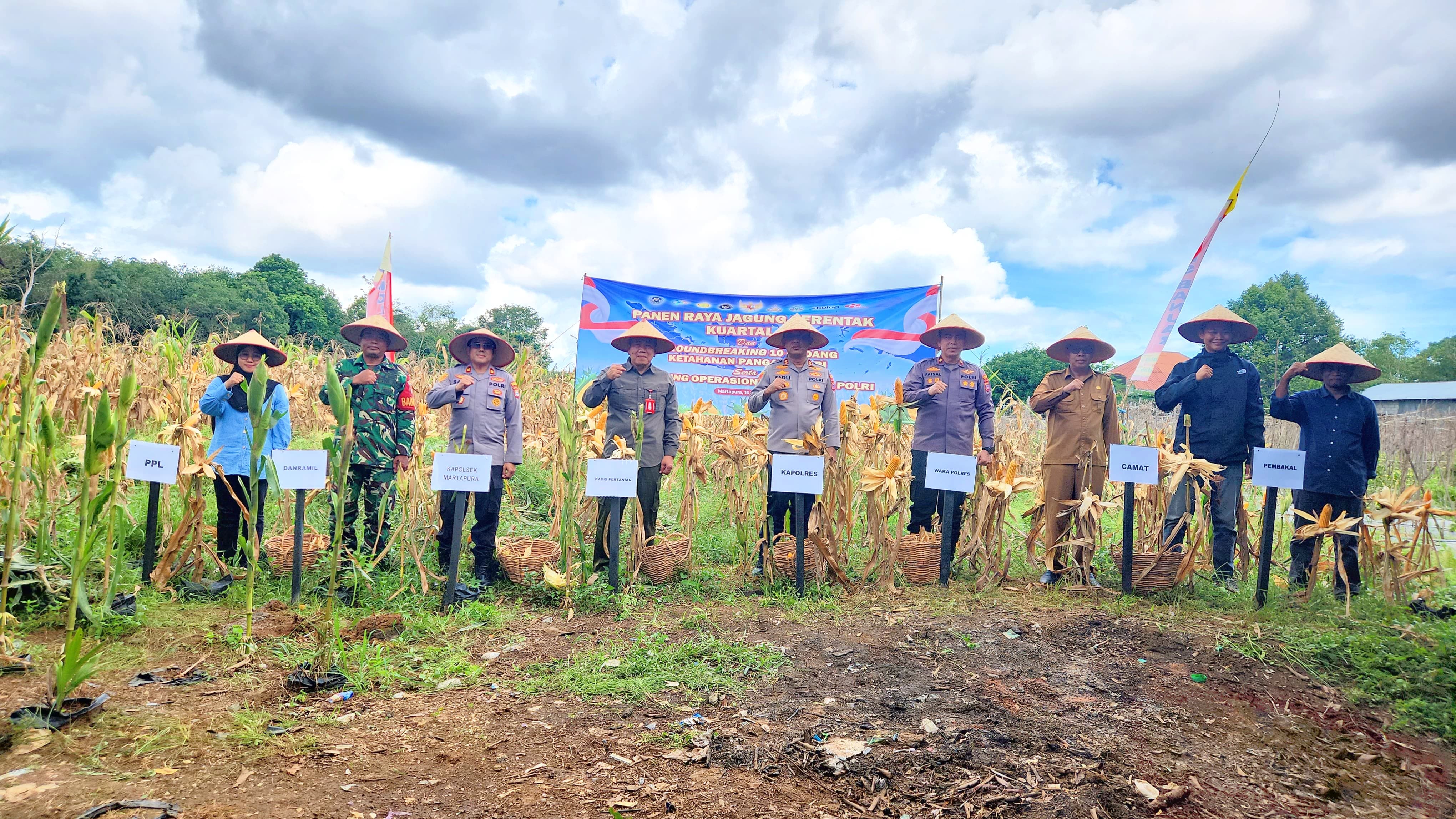 Sinergi Polres dan Dinas Pertanian Banjar Sukseskan Panen Raya Jagung di Desa Tungkaran