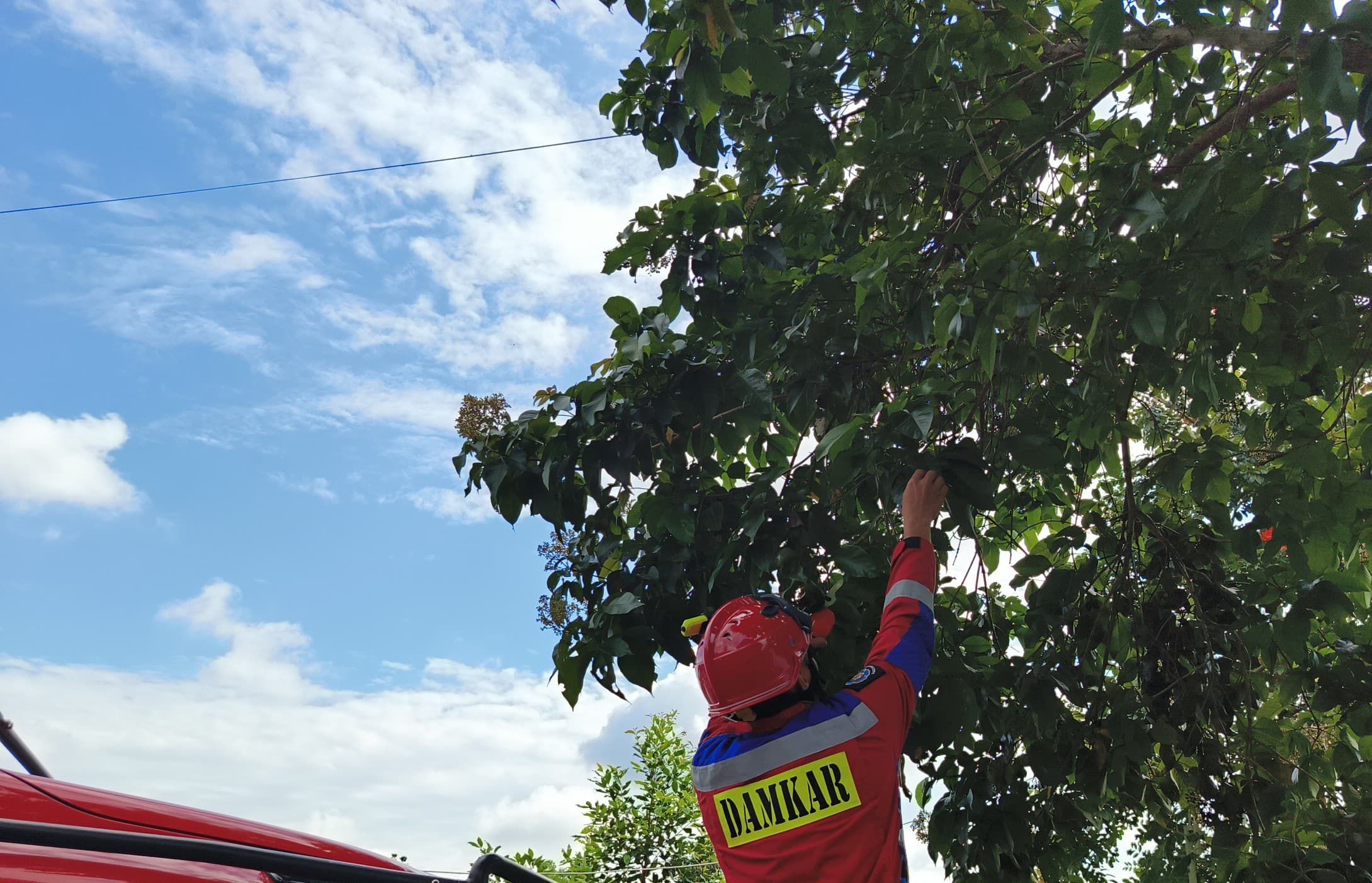 Sarang Lebah di Cindai Alus Berhasil Ditangani