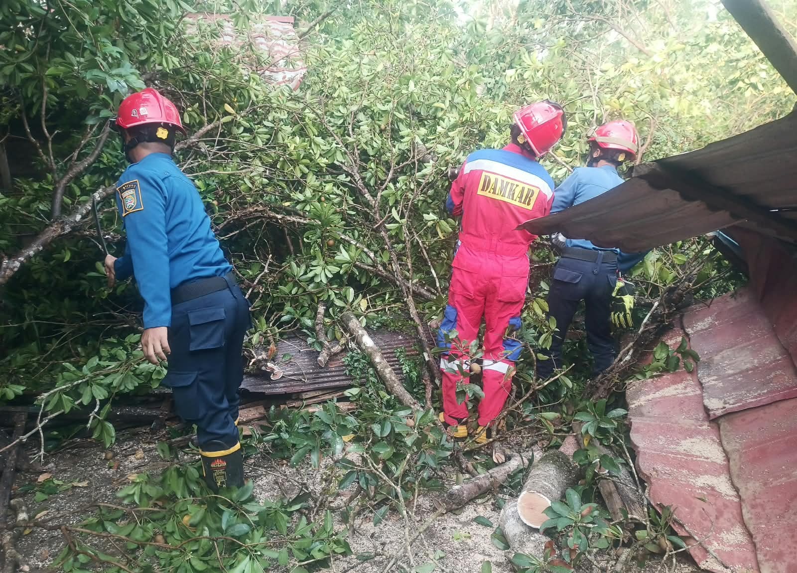 Damkar Sektor Mataraman Tangani Pohon Tumbang