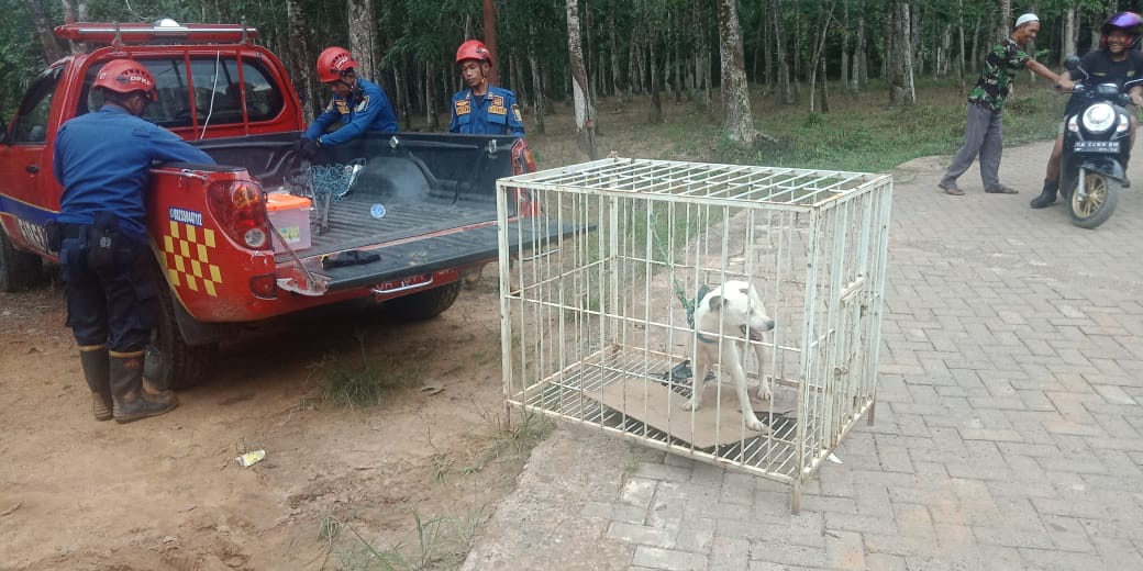 Meresahkan Warga, Dua Anjing Diamankan DPKP Banjar