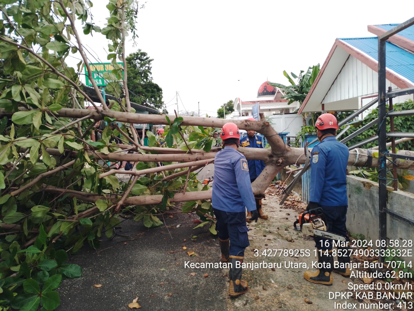 DPKP Banjar Evakuasi Dua Pohon Tumbang di Wilayah Martapura