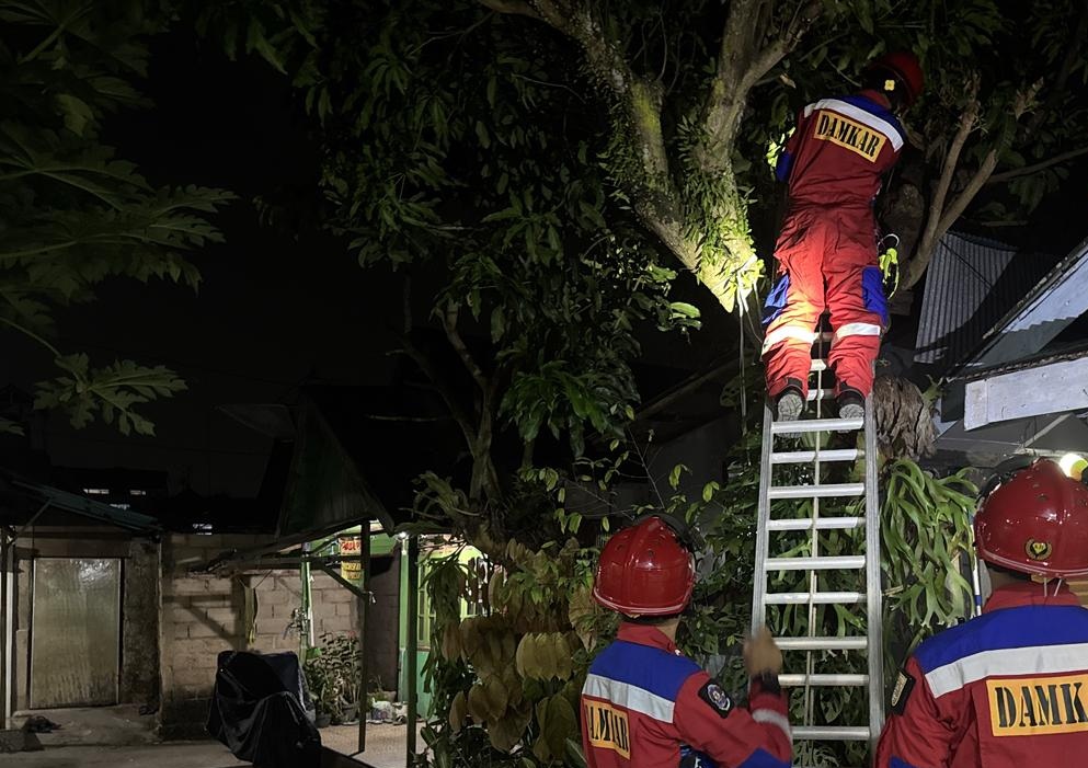 Sarang Tawon Vespa di Gang Abadi Diamankan Damkar Banjar